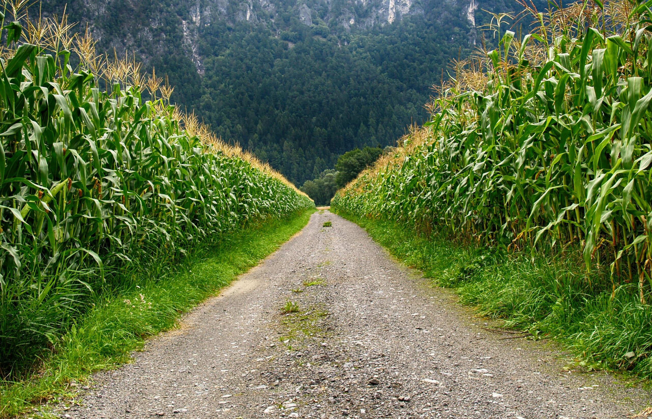 plasma fertilizer corn field