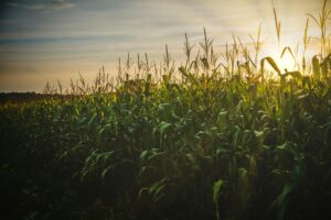 plasma fertilizer corn field8